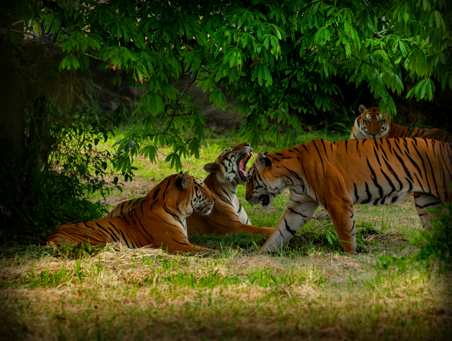 tiger