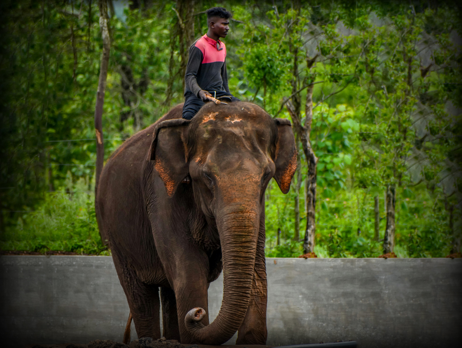kaziranga Elephant