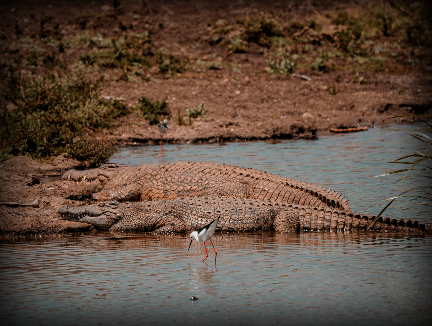 RANTHAMBORE