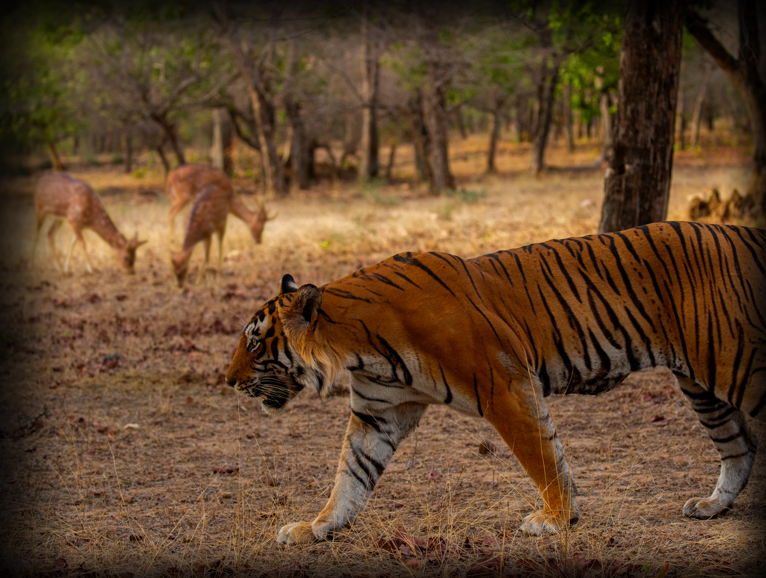 tiger