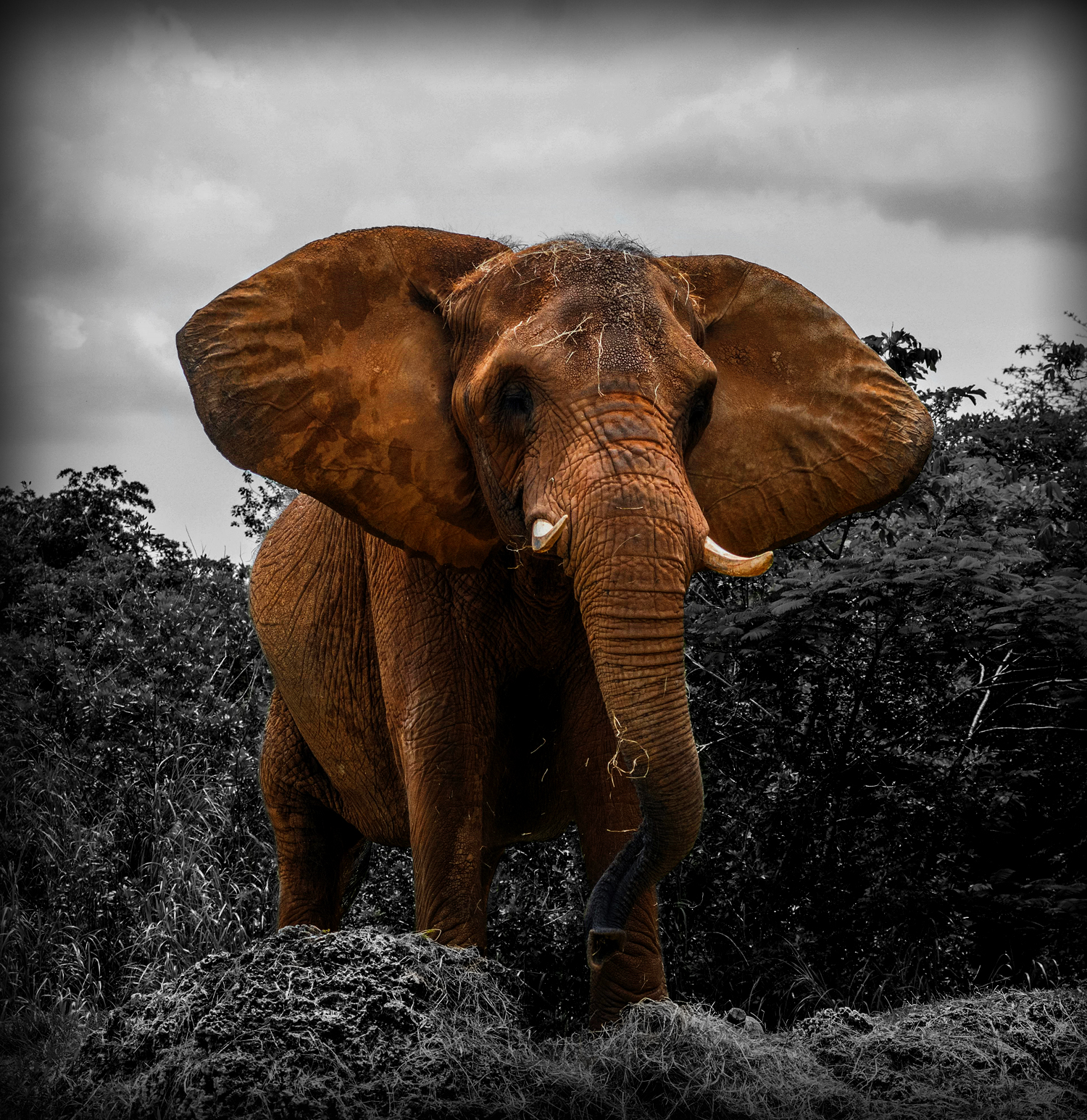 Kaziranga Elephant
